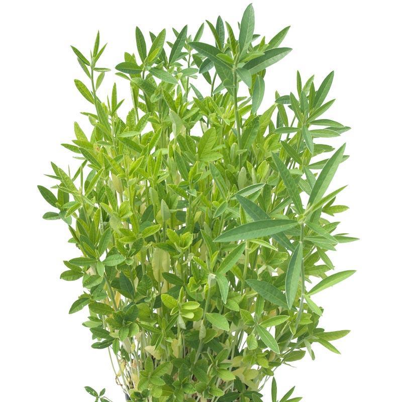 Crotolaria Juncea Sunn Hemp - Nitro Coated (LB)