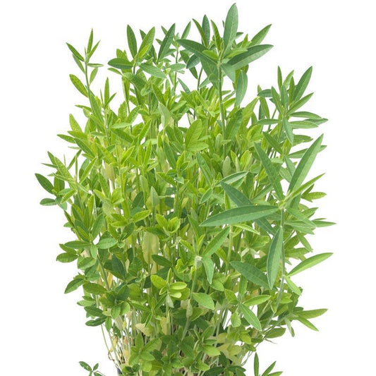 Crotolaria Juncea Sunn Hemp - Nitro Coated (LB)