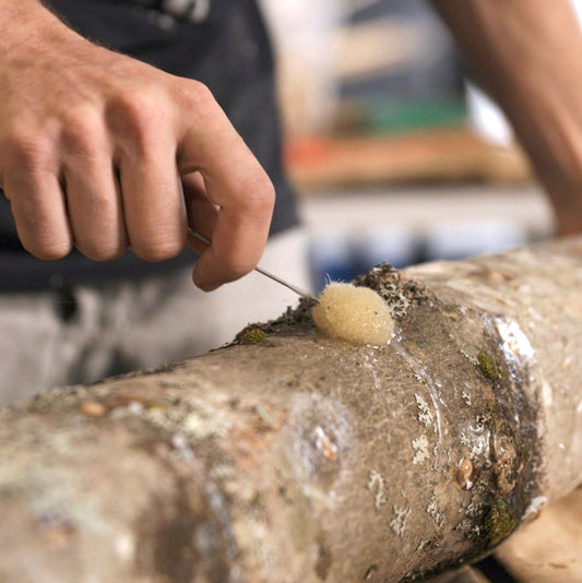 Log Inoculation Sealing Wax