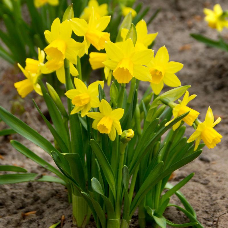 Tete -a- Tete Daffodil Bulbs (Pack of 16)
