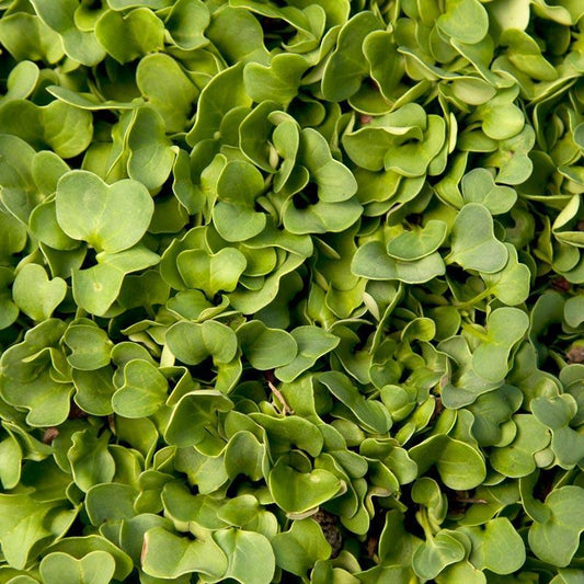 Daikon Radish Seed (Oilseed) (lb)
