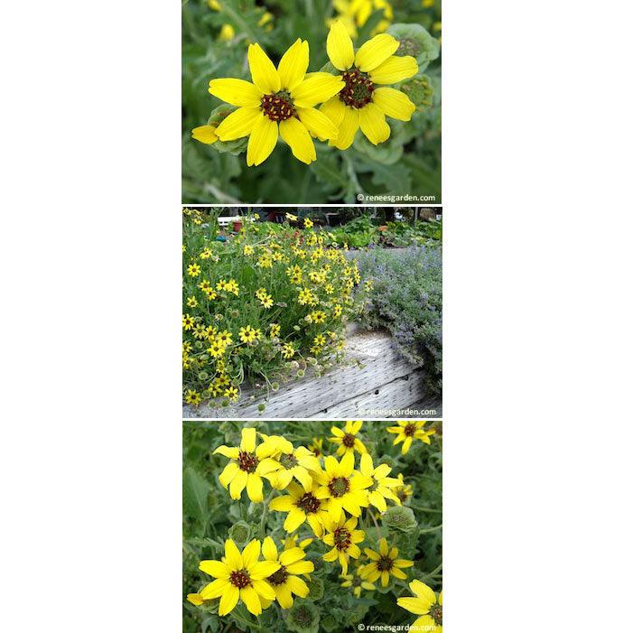 Fragrant Chocolate Daisy Flower Seeds