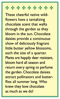 Fragrant Chocolate Daisy Flower Seeds