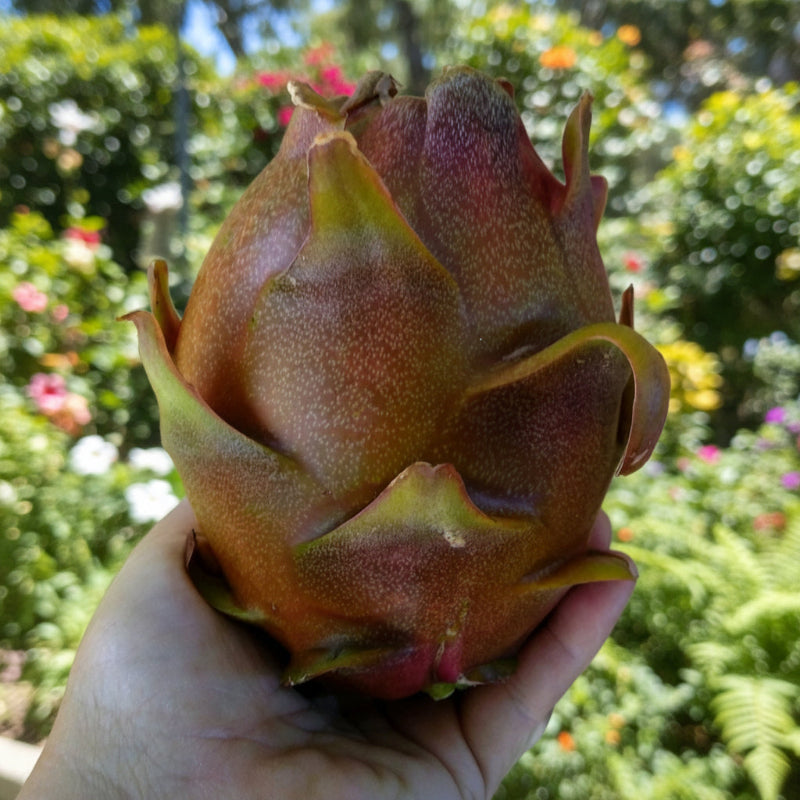 Organic Dark Star 9-S Dragon Fruit Cuttings