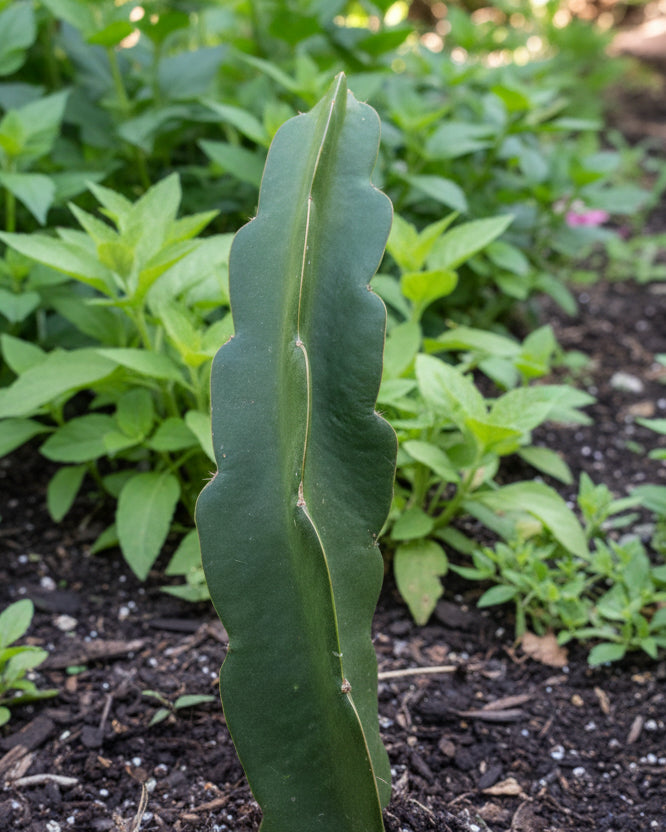Organic Dark Star 9-S Dragon Fruit Cuttings