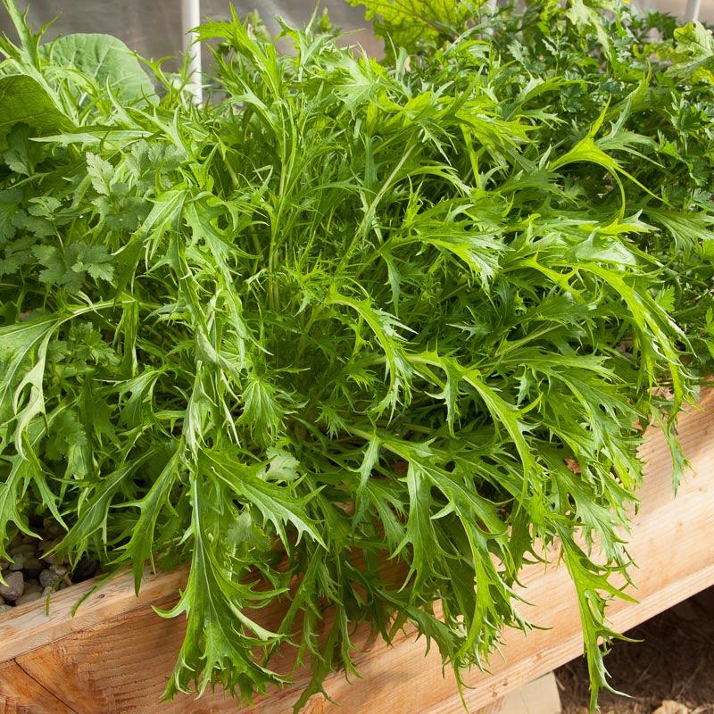 Organic Greens, Mustard Mizuna (1/4 lb)