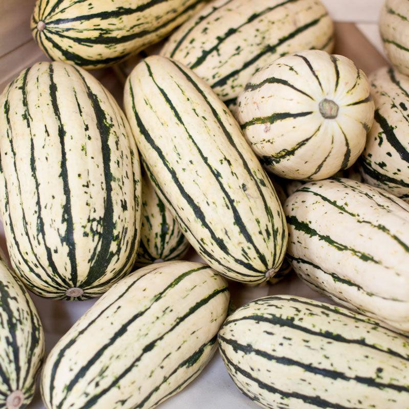 Delicata Squash Seeds (Organic)
