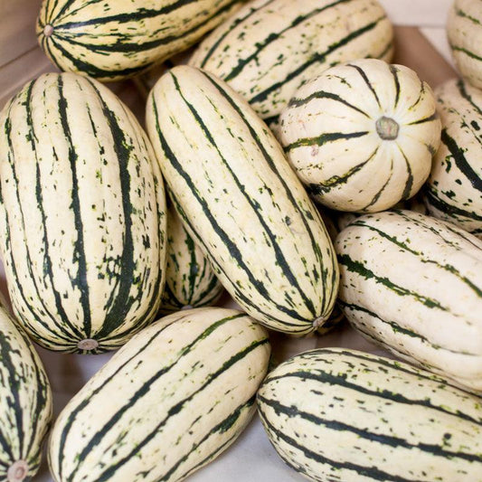 Delicata Squash Seeds (Organic)