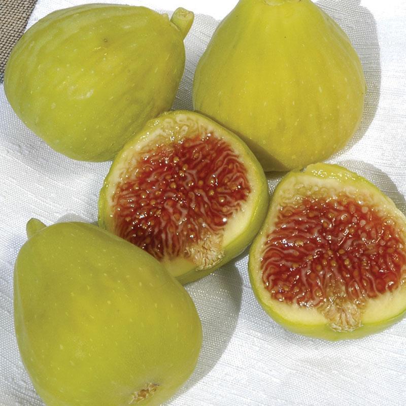 Desert King Potted Fig Tree