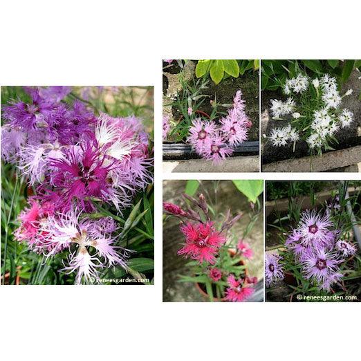 Fragrant Lace Perfume Dianthus Flower Seeds