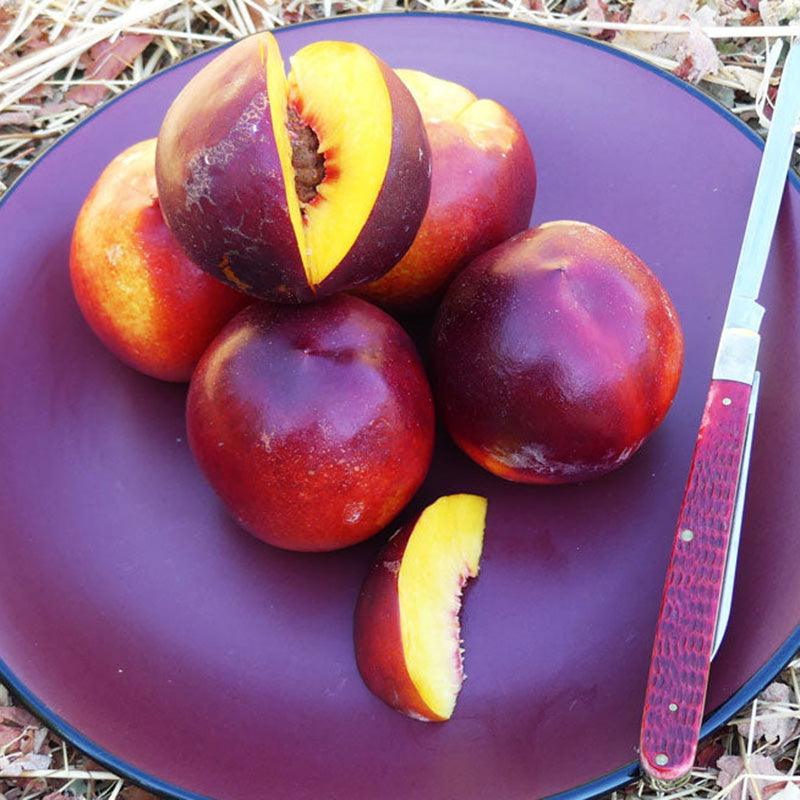 Double Delight Nectarine Tree