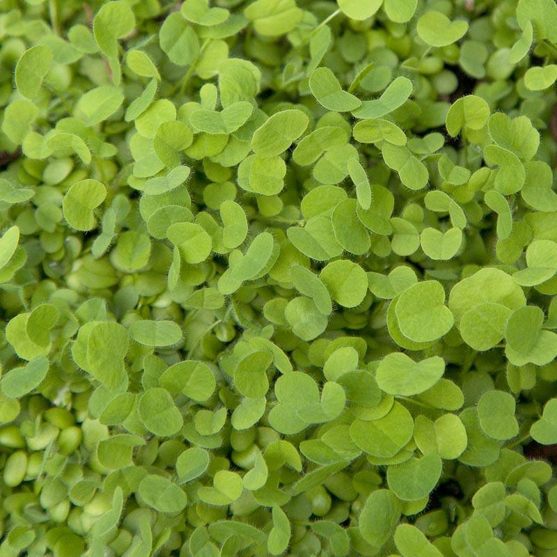 Doublecut Red Clover - Nitrocoated Seed (lb)