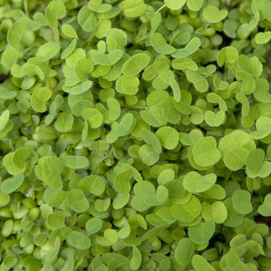 Doublecut Red Clover - Nitrocoated Seed (lb)