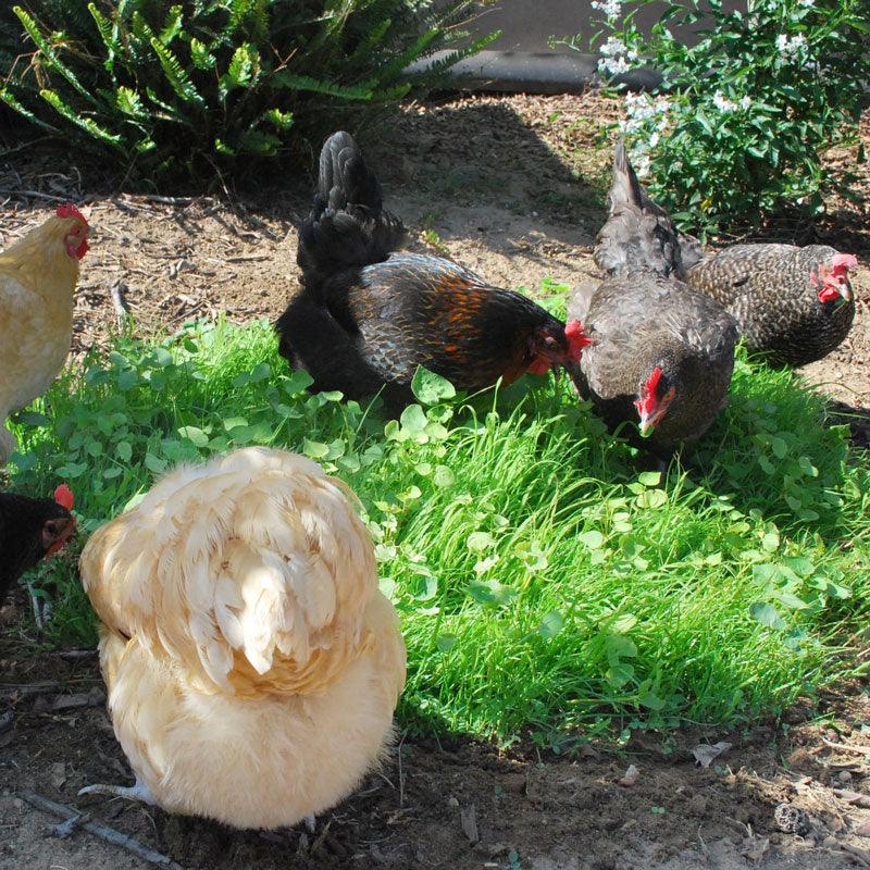 Peaceful Valley Omega-3 Chicken Forage Blend for Irrigated Land - Nitrocoated Seed (lb)
