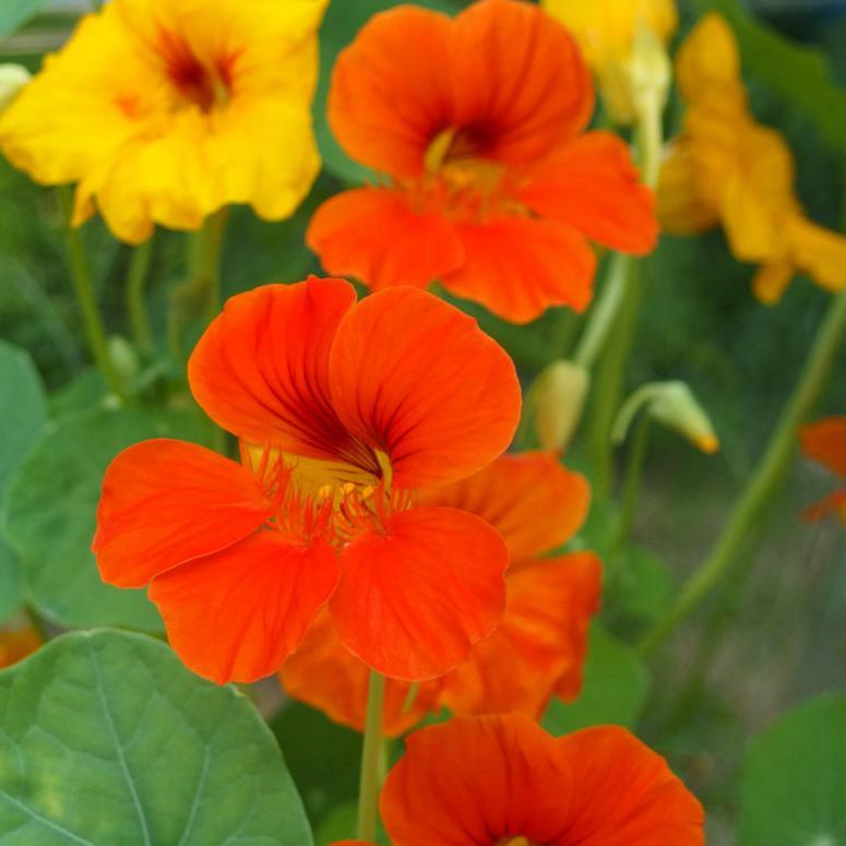 Dwarf Jewel Nasturtium (Organic)