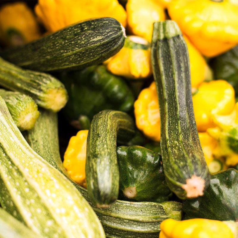 Melody Mix Summer Squash Seeds