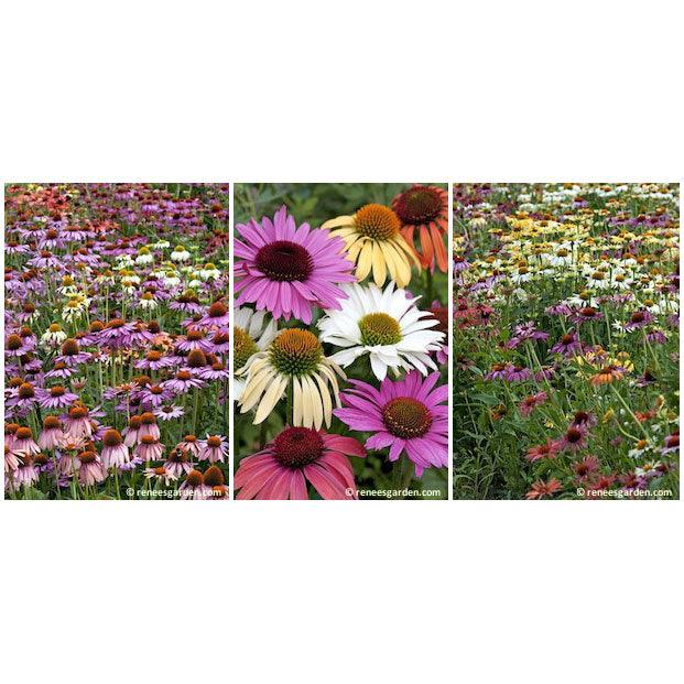 Butterfly Paradise Echinacea Flower Seed Mix