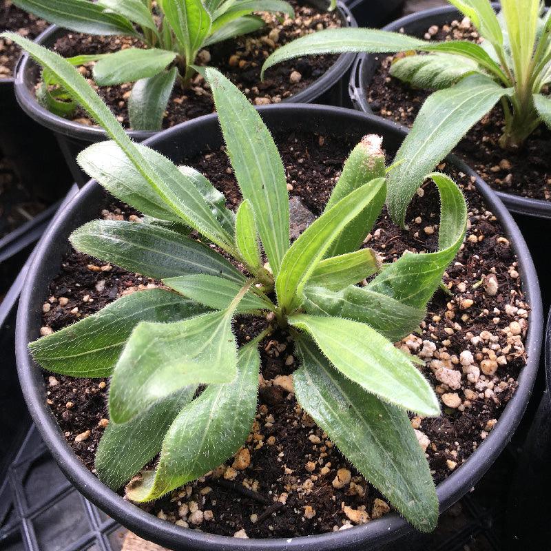 Organic Echinacea Angustifolia (1 Gallon)