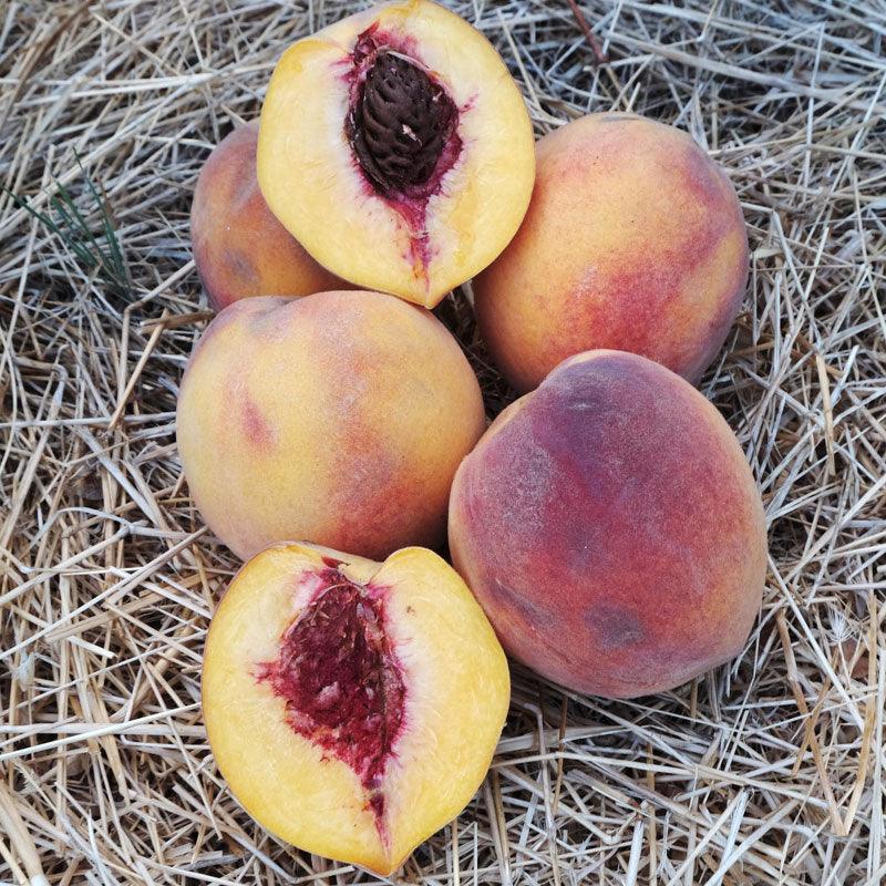Elberta Peach Tree