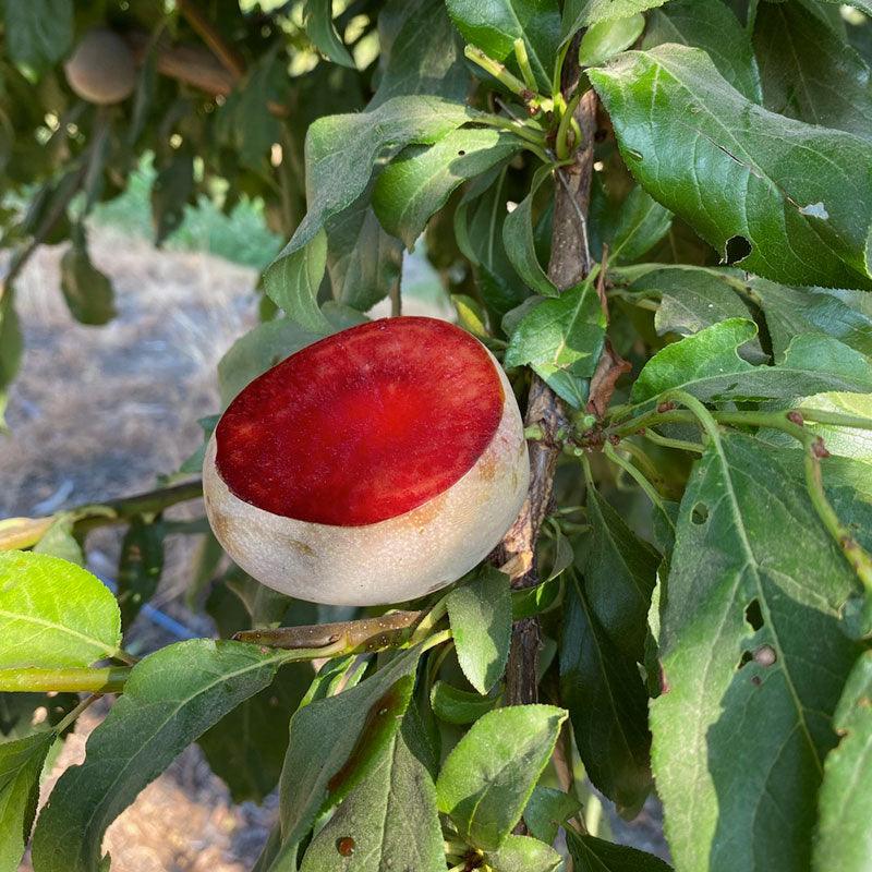 Elephant Heart Plum Tree