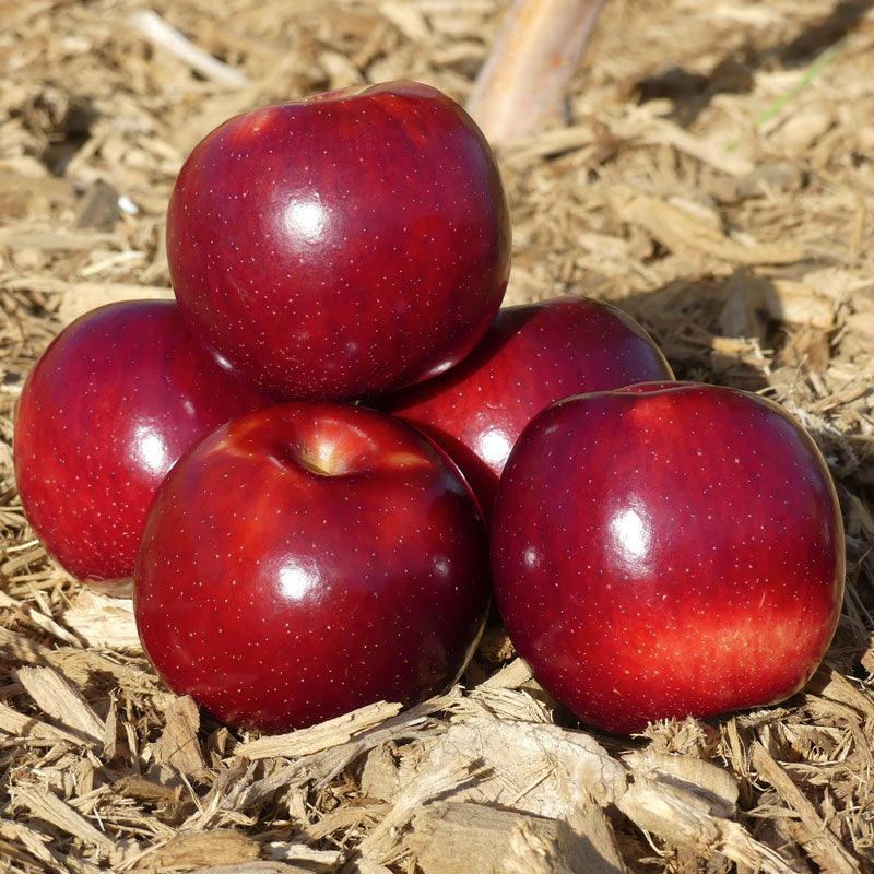 Empire Apple Tree
