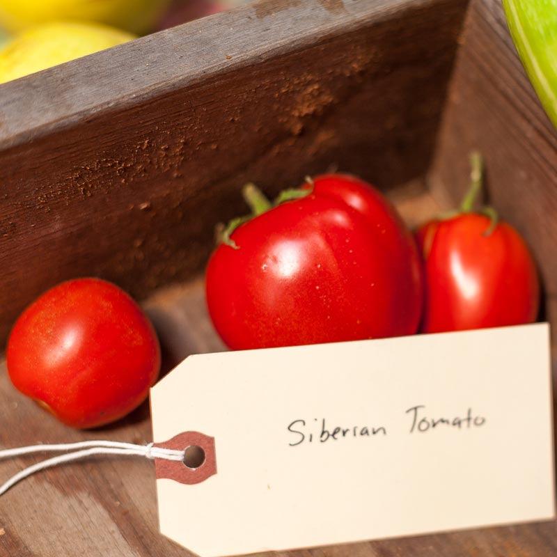 Organic Tomato, Siberia (1 oz)