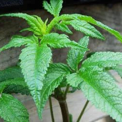 Balm of Gilead Seeds (Organic)
