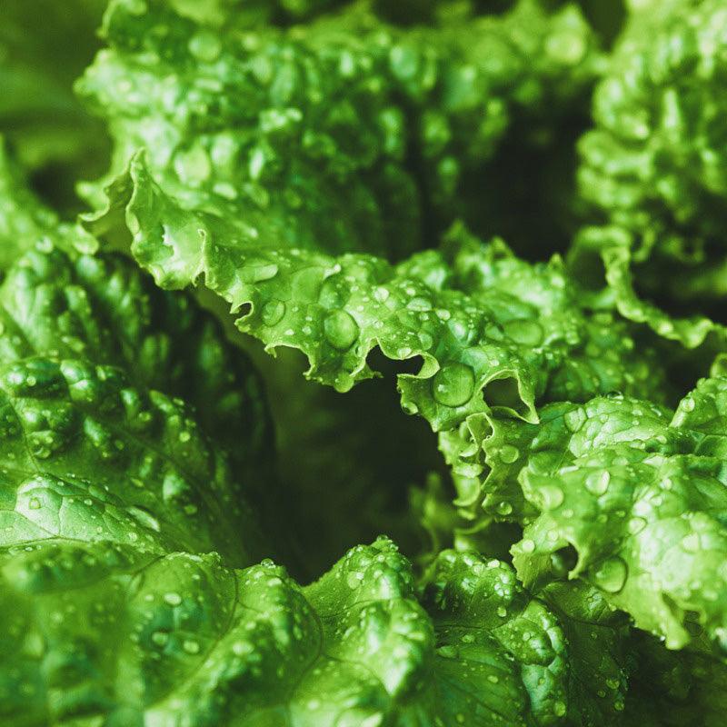 Organic Black Seeded Simpson Lettuce Seeds