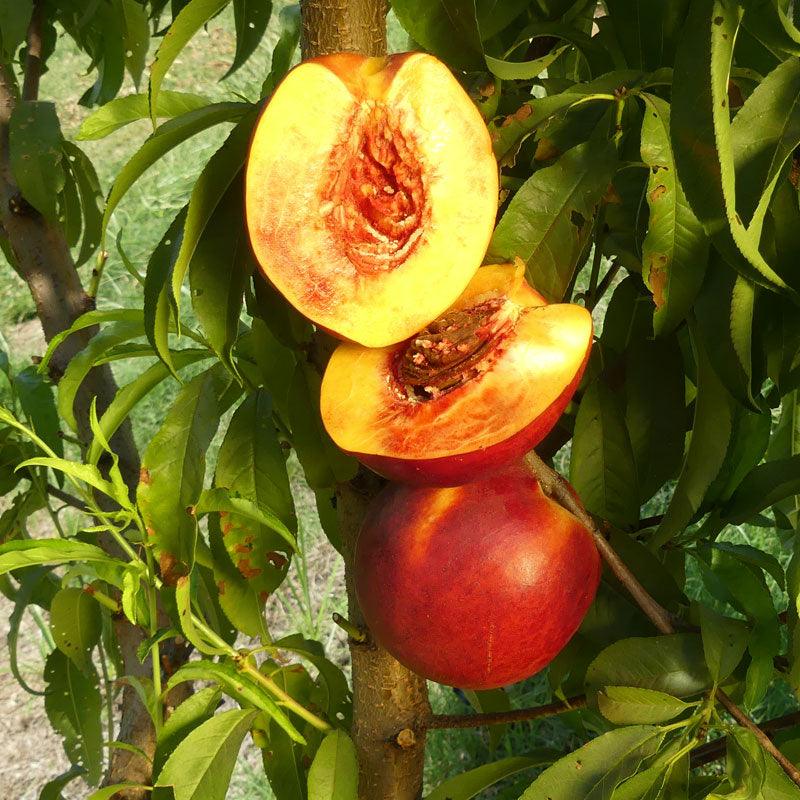 Fantasia Nectarine Tree