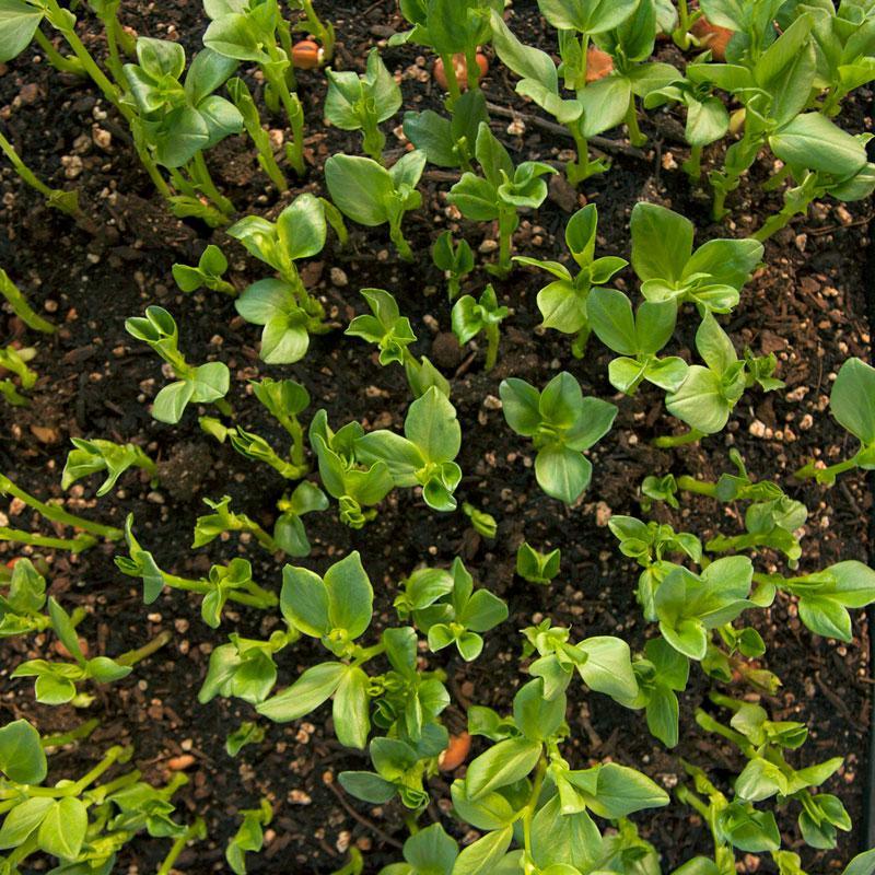 Fava Bean, Windsor, Raw Seed (lb)