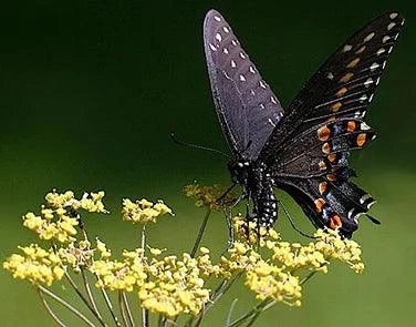 Smokey Bronze Fennel