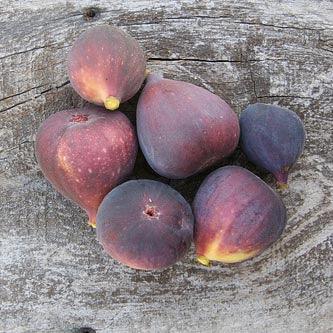 Black Jack Fig Tree