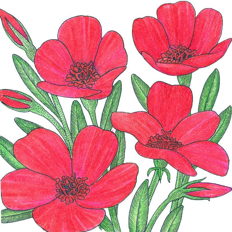 Flax, Scarlet (1/4 lb)