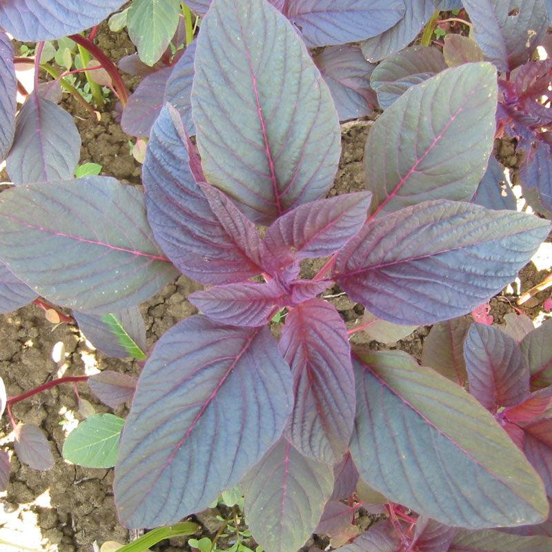 Organic Greens, Red Amaranth (1 oz)