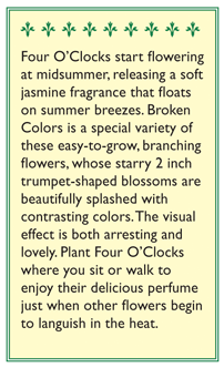 Broken Colors Four O'Clock Flower Seeds