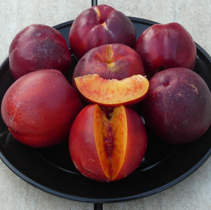Freckle Face Nectarine Tree