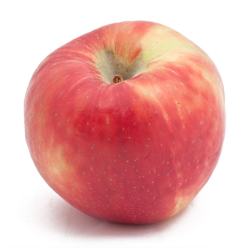 Dwarf Honey Crisp Apple Tree