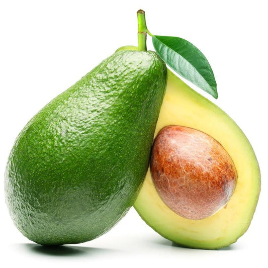 Fuerte Avocado Tree (Potted)