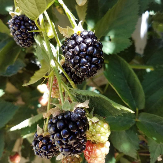 Potted Blackberry - Thornless Chester