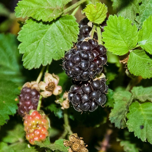 Boysenberry (Potted)