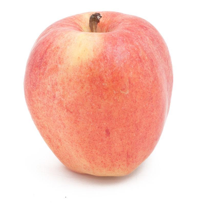 Dwarf Gala Apple Tree