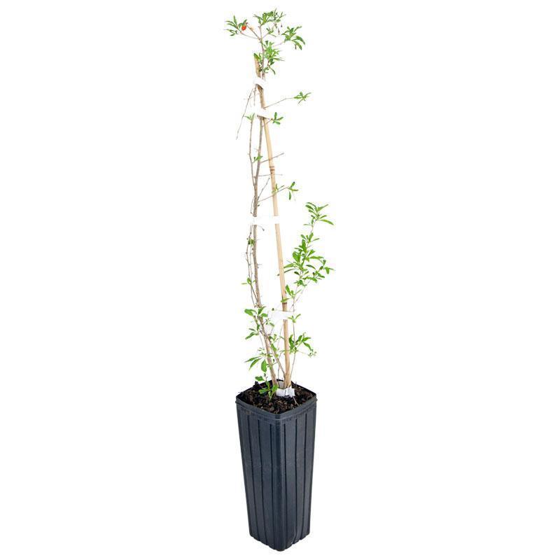 Itrana Olive Tree