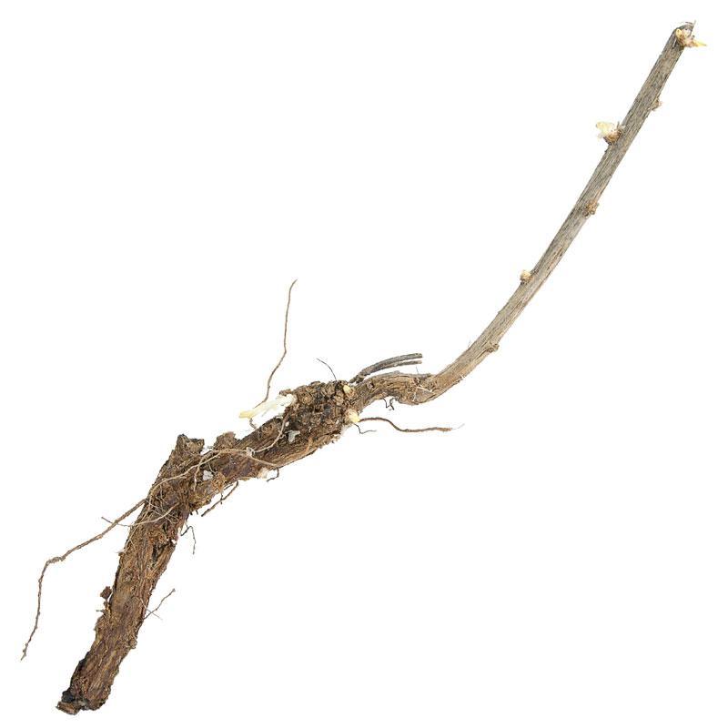 Goji Berry Root Crown Cutting