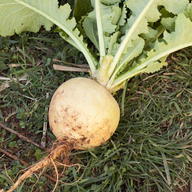 Organic Turnip, Golden Globe (1/4 lb)