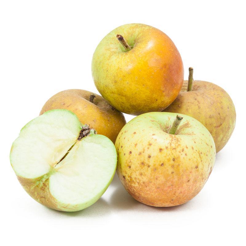 Golden Russet Apple Tree