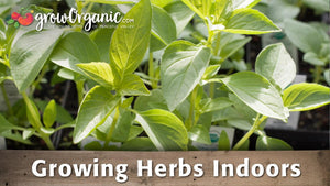 Genovese Basil Seeds (Organic)