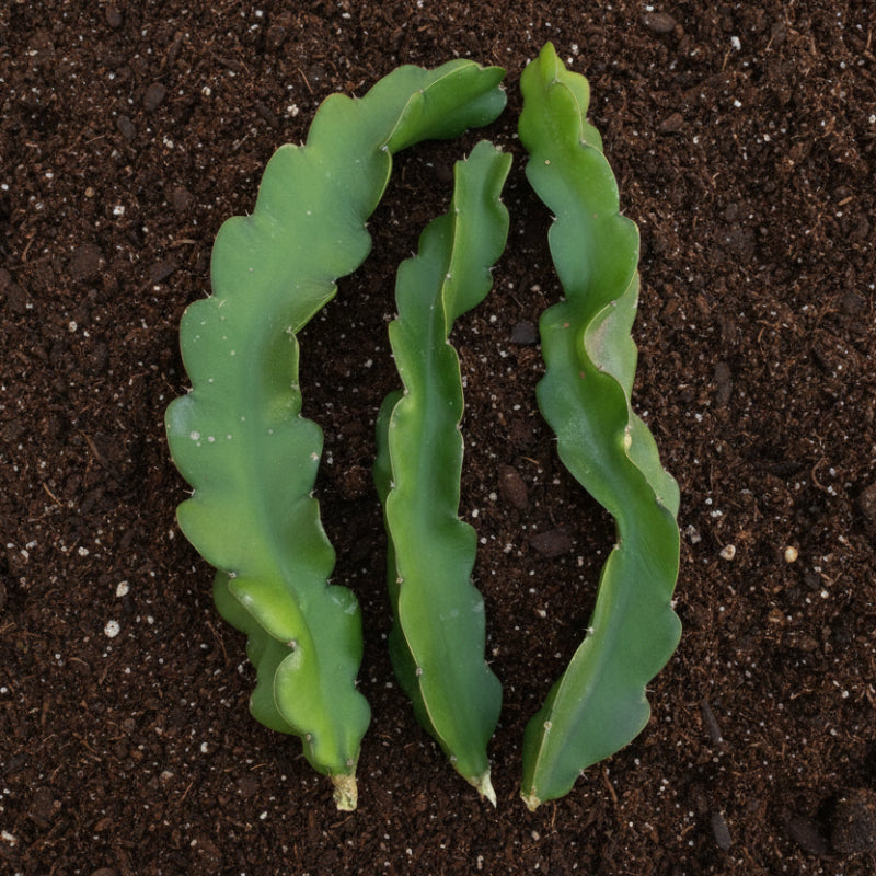 Organic Halley's Comet Dragon Fruit Cuttings