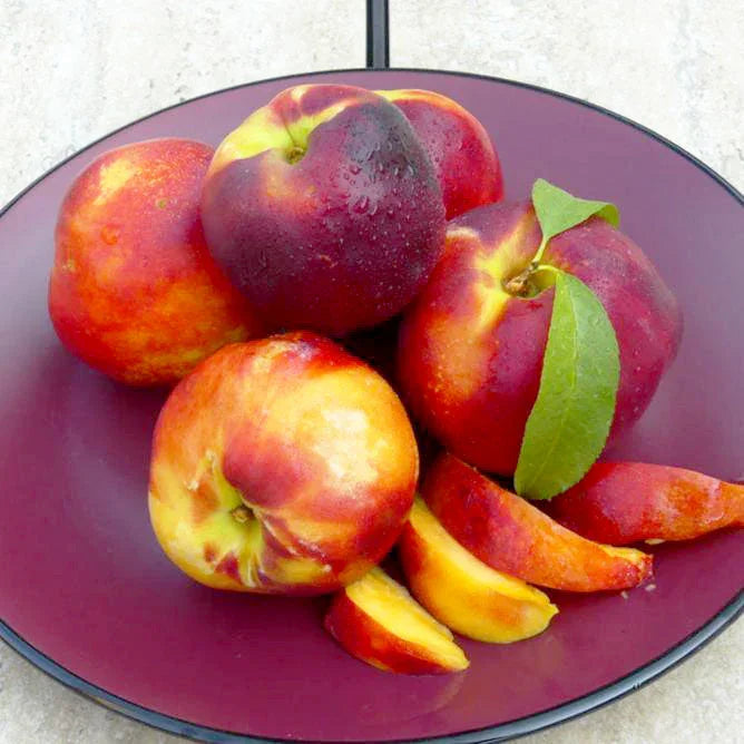 Harko Nectarine Tree