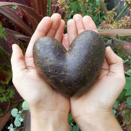 Organic All Blue Seed Potato (lb)