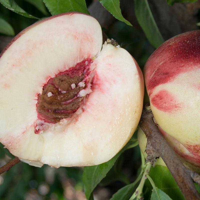 White Peach/Nectarine, 3 on 1 Multi Grafted Fruit Tree